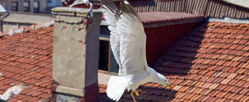 Residential Chimney Animal Removal Solution in Cypress, CA