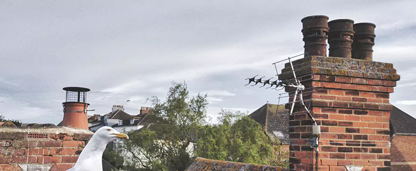 Chimney Cleaning And Restoration in Cypress, California